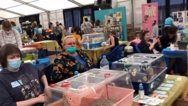 Забрали новых крыс ? Выставка «Усатые звёзды» ? смотреть онлайн