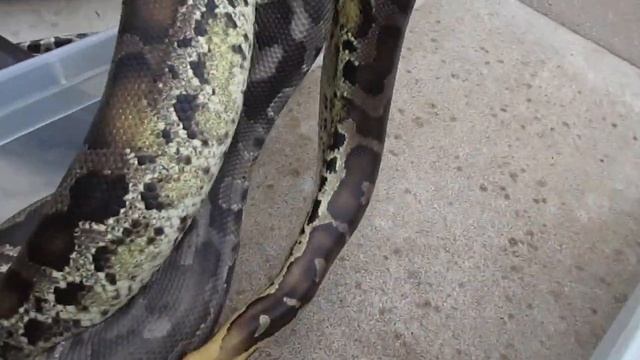 An intro to p.curtus, the Sumatran Short Tail Python смотреть онлайн
