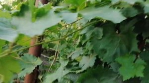 Обзор новинок винограда на моем участке. ИРИС, РУМЫН, СИЛЬВЕР, ВИКА.