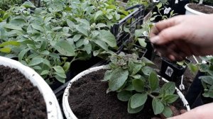 Дайте петунии большой объем земли ‼как выглядит корневая  система у моей петунии перед высадкой