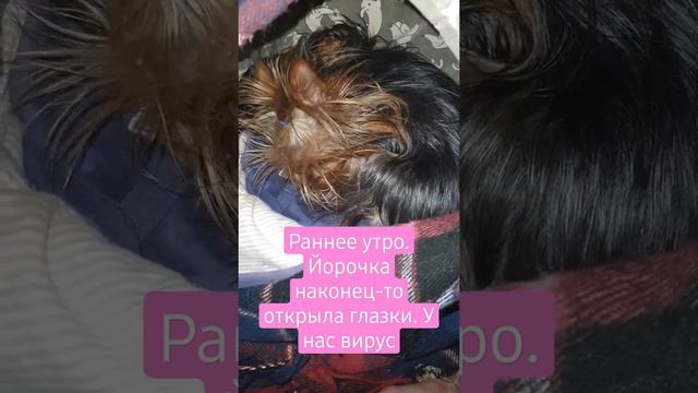 раннее утро. малышка йорк открыла глазки! у нас вирус😪🤧#мояжизнь #моисобачки #йорк