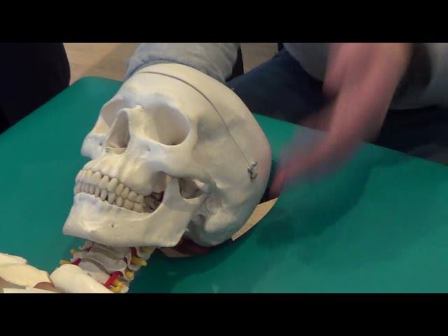 Семинар Краниосакральная терапия 3 ЧЕРЕПНО-МОЗГОВЫЕ НЕРВЫ КСТ3_39 смотреть онлайн