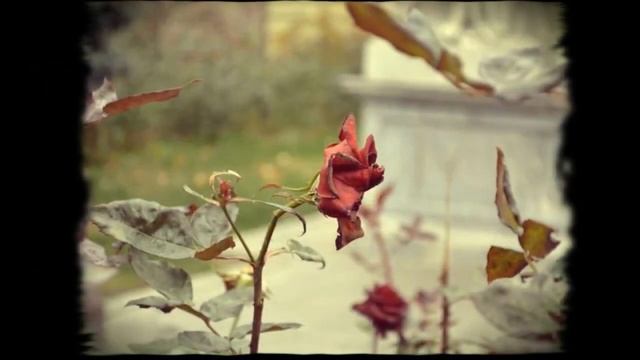 Песня о волшебной розе смотреть онлайн