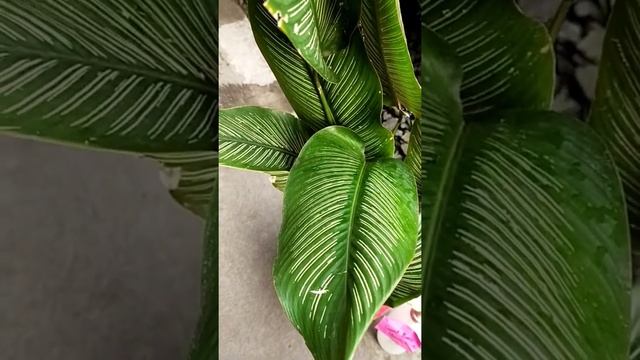 ?CALATHEA ORNATA SANDERIANA OR PRAYER PLANT?? смотреть онлайн