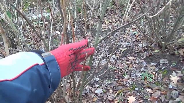Как обрезать смородину. Обрезка смородины осенью, весной. смотреть онлайн