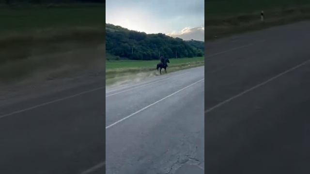 Скоростной иноходец смотреть онлайн