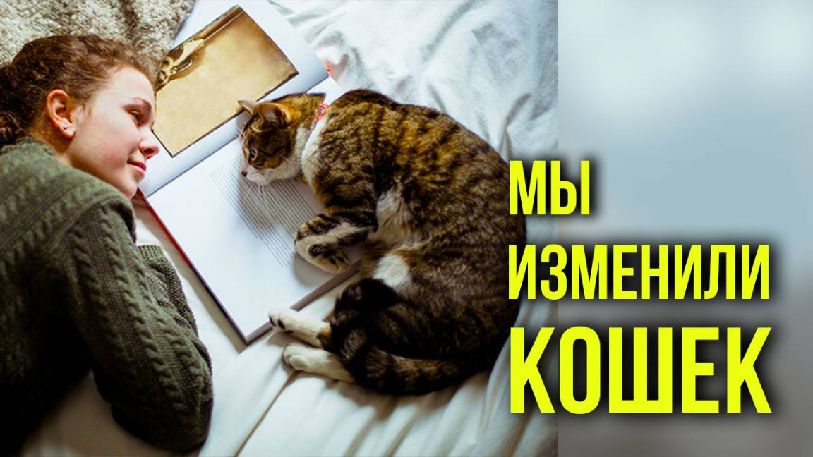 Почему городским кошкам нужны люди