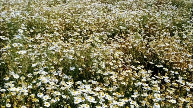 РОМАШКИ | flowers of summer | GRIGORIY смотреть онлайн