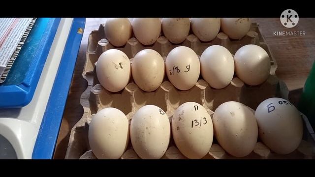 Сбор и хранение инкубационного яйца Мускусной утки смотреть онлайн