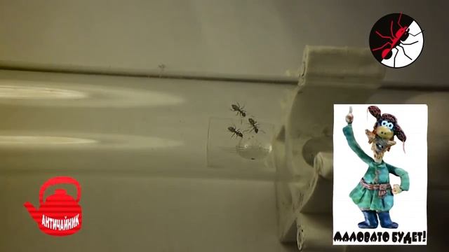 Муравьи. Как и чем кормить Lasius Niger? Античайник!