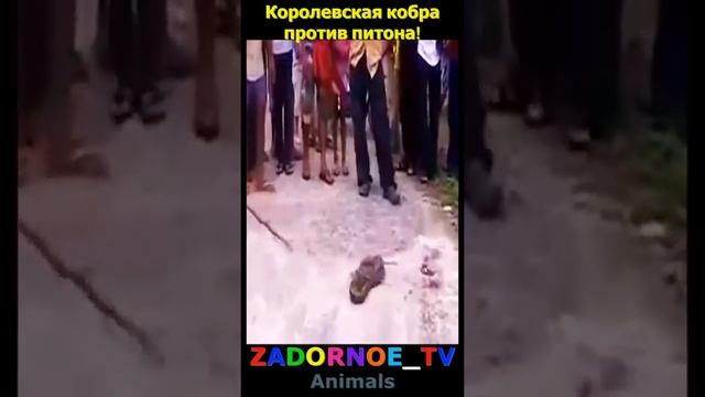 Королевская кобра против питона! смотреть онлайн