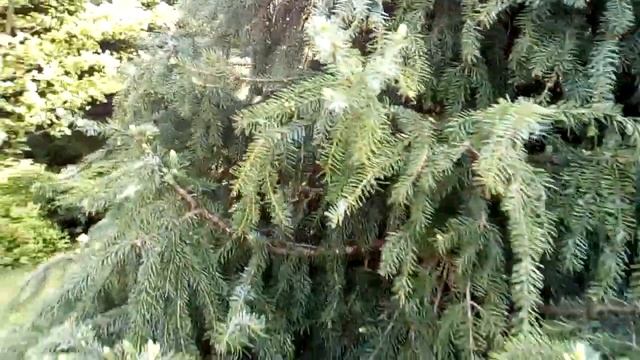 Пробуждение спящих почек - условие успеха обрезки хвойных смотреть онлайн