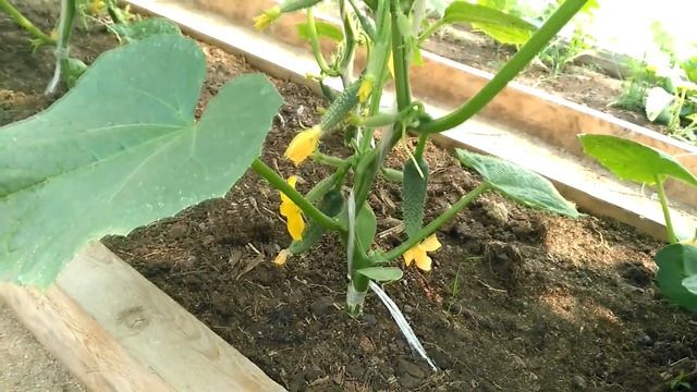 Огурец Уран. Первый урожай. Север Бурятии. смотреть онлайн