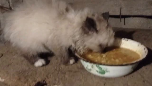 Глисты у поросят,будни в хозяйстве! смотреть онлайн