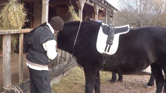 Школа коновода. Надеваем мартингал и шпрунт (скользящий повод).