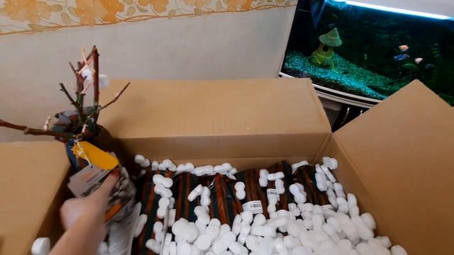 РАСПАКОВКА. РОЗЫ TANTAU ИЗ ПОДВОРЬЯ. смотреть онлайн