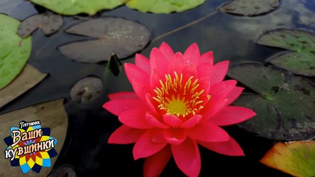 Нимфея Pink Plum (Розовая слива) кувшинка, Waterlily, водные растения, пруд