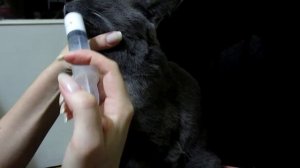 Как правильно дать лекарство кошке