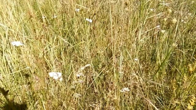 Пёстрый кузнечик стрекочет. смотреть онлайн