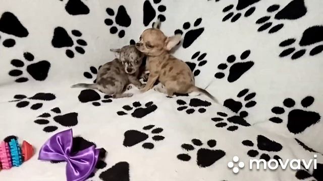 чишки мальчишки мраморного мерле окраса ,2месяца смотреть онлайн