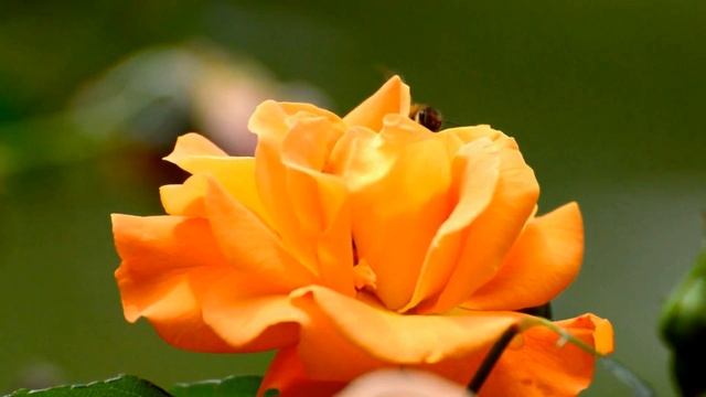 ЛЕНА ХЕППИ ВЛЮБИЛАСЬ!!! АМЕРИКАНСКАЯ БАБУШКА И ТУРЕЦКАЯ КАРАМЕЛЬКА! #lenahappy смотреть онлайн