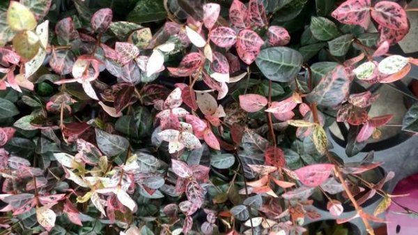 Trachelospermum asiaticum 'hatsuyuki'