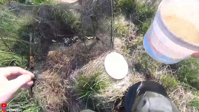 Почему не растет карась? Ловим и переселяем карася в свой пруд. Зарыбление своего пруда на даче смотреть онлайн