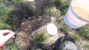 Почему не растет карась? Ловим и переселяем карася в свой пруд. Зарыбление своего пруда на даче