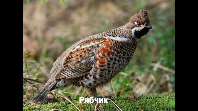 Красная книга Украины. Птицы. смотреть онлайн