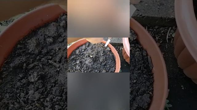 Защитила от солнца, но не защитила от урагана! смотреть онлайн