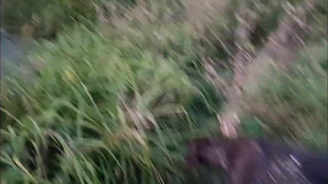 ДОБЫЛИ ВЯХИРЯ/ ОХОТА НА ВЯХИРЯ / ВЕЧЁРКА и на РАССВЕТЕ/ смотреть онлайн