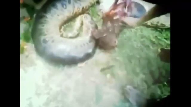 Most Amazing anaconda Attacks Anaconda Vs Dog, Anaconda Vs Deer, python смотреть онлайн