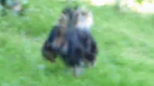 Звезда Альбиона Ник смотреть онлайн