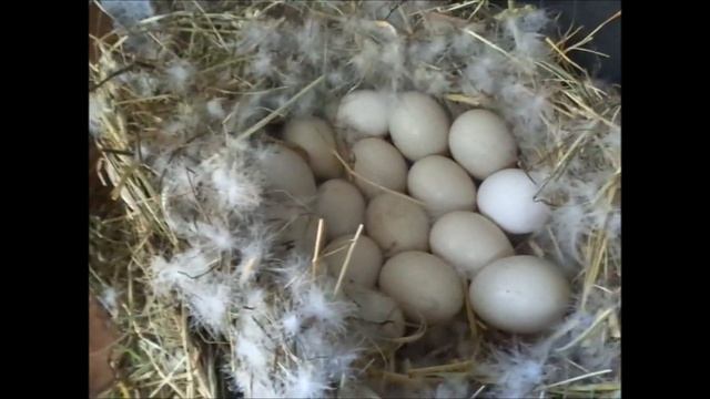 Сколько яиц подкладывать под индоутку/мускусную утку? смотреть онлайн