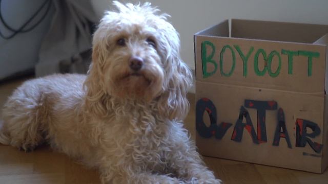 Dog predictes winner of the world cup final 2022 RIGHT | Oracle смотреть онлайн