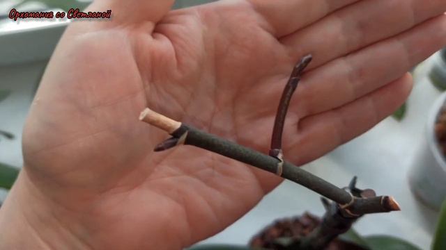 История одной орхидеи. На какие чудеса способна орхидея. смотреть онлайн