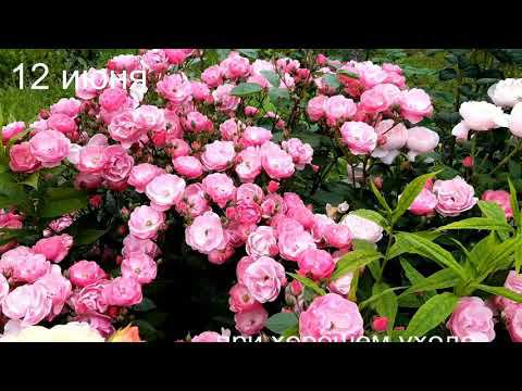 Ангела и Бриоза смотреть онлайн