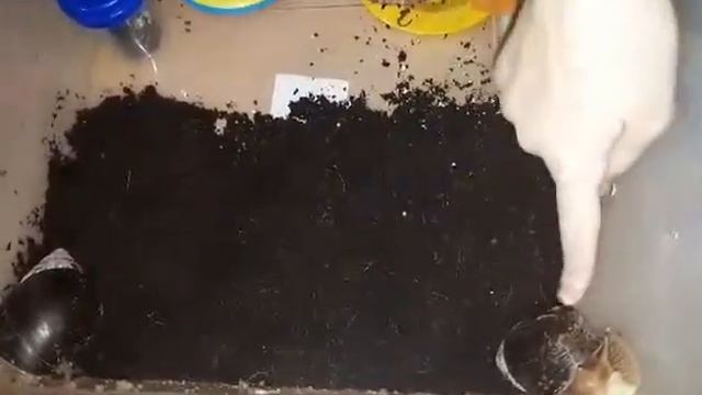 кладка улитки ахатин