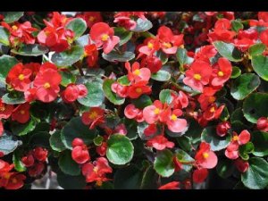 БЕГОНИЯ ВЕЧНОЦВЕТУЩАЯ. ПОСАДКА В КАШПО.