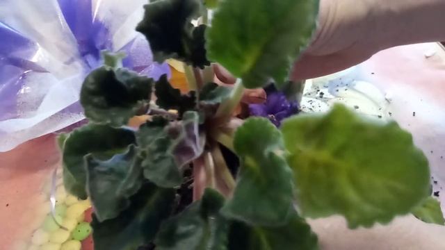 ПЕРЕСАДКА ФИАЛКИ ,ИСТОЩЕНИЕ ФИАЛКИ !!! смотреть онлайн