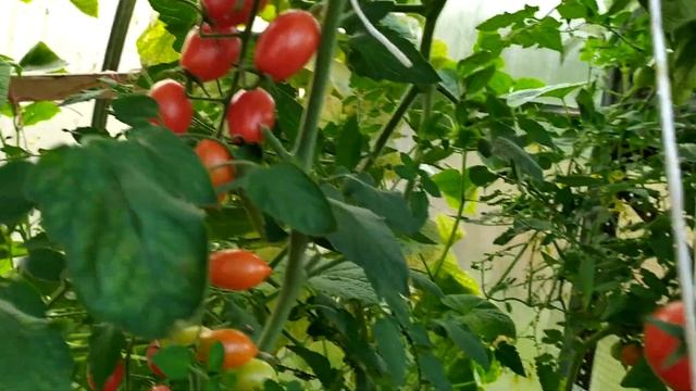 Черри Марс - сладкая конфетка! Ликопа, Котя - три идеальных черри!!! смотреть онлайн