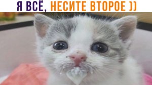 НЕСИТЕ ВТОРОЕ! ))) | Приколы с котами | Мемозг 1332