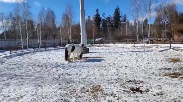 Зоопарк Удмуртии. Появился на свет жеребенок Джевана смотреть онлайн