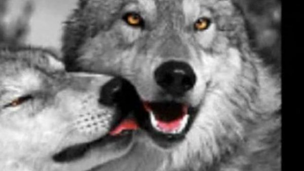 Одинокая волчица.