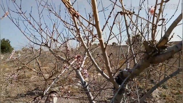 Как цветёт нектарин ? Весна ? ? 24 февраля 2019 .VLOG. Испания #spring #весна #нектарин смотреть онлайн