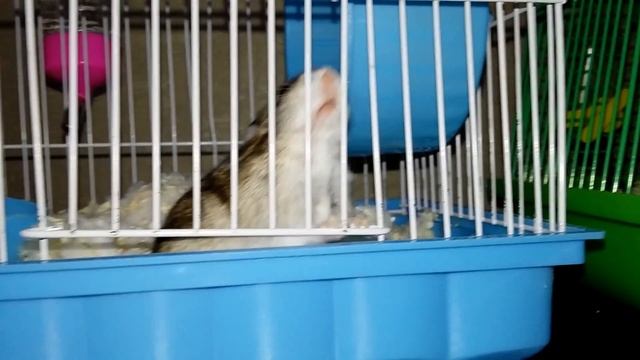 ДЖУНГАРСКИЙ ХОМЯК ОТКРЫЛ КЛЕТКУ!! ШОК!! смотреть онлайн