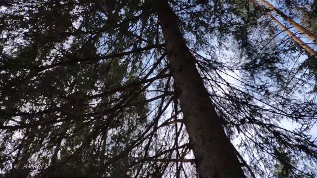 Белка кушает на ветке 🐿️ смотреть онлайн