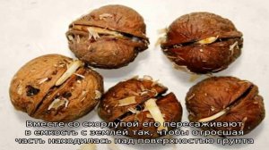 Как правильно прорастить грецкий орех в домашних условиях и пересадить его в грунт