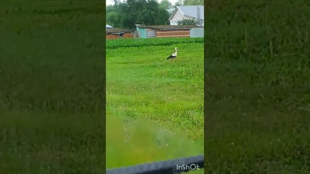 Аист расхаживает по огородам??#shortsvideo #shorts #аист #аисты смотреть онлайн