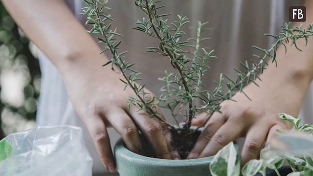 Аспирин и еще 6 способов заставить комнатные растения расти как на дрожжах смотреть онлайн